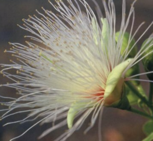Martine Briault - Kinésiologue Paris 14, Pratiques énergétiques
